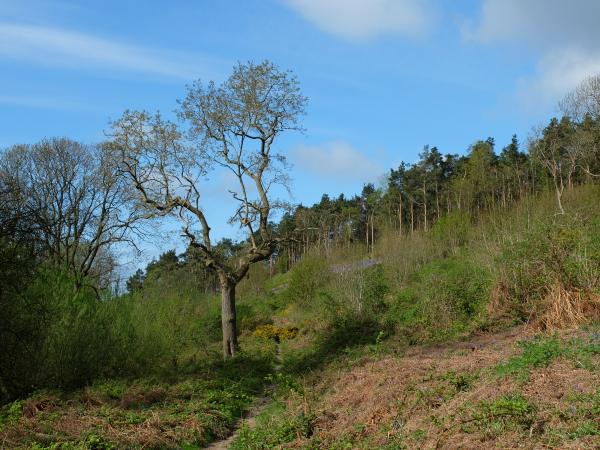 Haughmond Hill